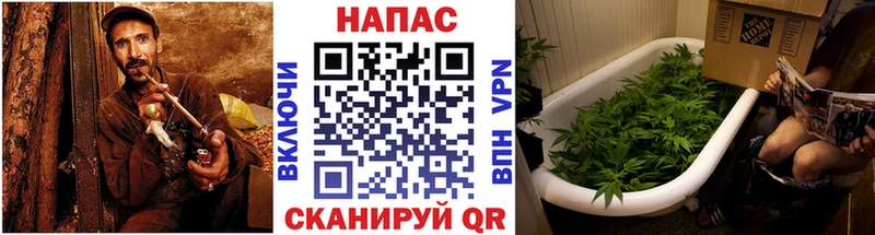 Канабис семена  как найти   Свирск 
